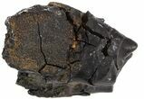 Pleistocene Aged, Fossil Tapir Molar - Florida #42991-3